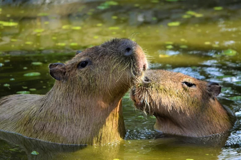 Crianças usando binóculos para observar a vida selvagem no Brasil, com capivaras ao fundo no Pantanal.